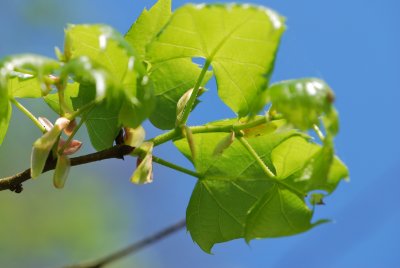 Tilia mongolica - lípa mongolská - jarní větévka (2)
